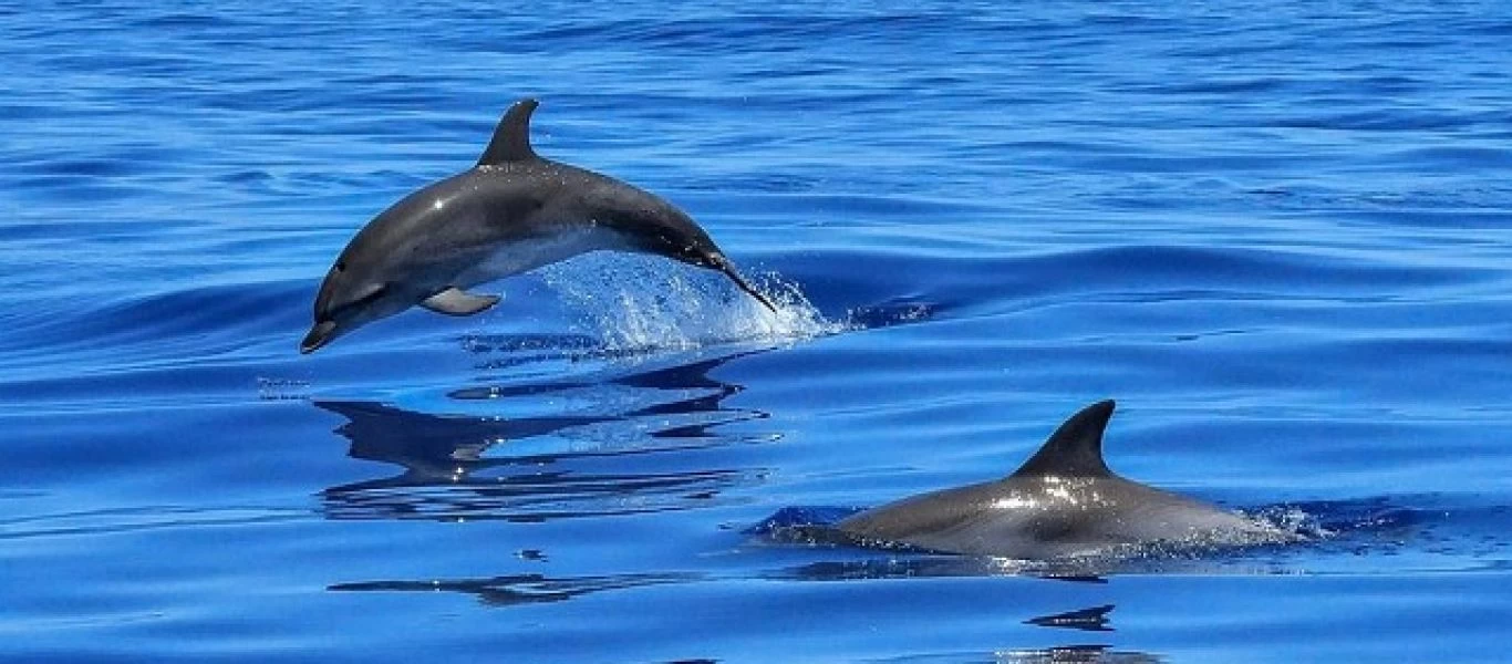 Αυτό το ήξερες; - Γιατί τα δελφίνια πηδάνε έξω από το νερό;